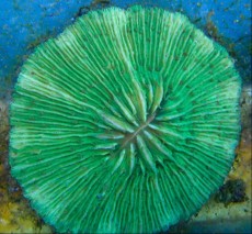 LPS FUNGIA GREEN PINK LPS FUNGIA GREEN PINK