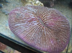 LPS Fungia big red LPS Fungia big red