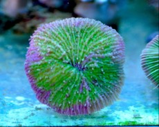LPS Fungia green rose LPS Fungia green rose