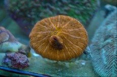 LPS Fungia orange LPS Fungia orange