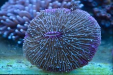 LPS Fungia red LPS Fungia red
