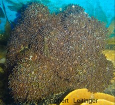 LPS GALAXEA INDONEZIJA LPS GALAXEA INDONEZIJA
