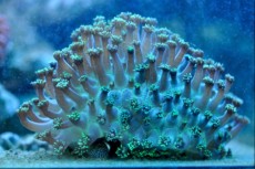 LPS Goniopora metal green LPS Goniopora metal green