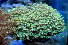 LPS Goniopora short green LPS Goniopora short green