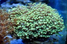 LPS Goniopora short green