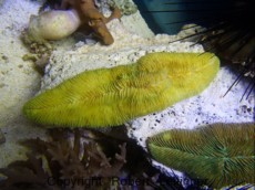 LPS HERPOLITA YELLOW LPS HERPOLITA YELLOW
