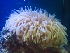LPS Heliofungia - plate coral LPS Heliofungia - plate coral