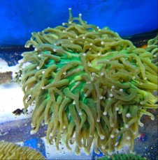 LPS Heliofungia METAL GREEN LPS Heliofungia METAL GREEN