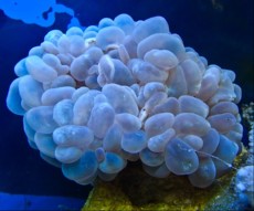 LPS PLEROGYRA SINUOSA WHITE BIG LPS PLEROGYRA SINUOSA WHITE BIG