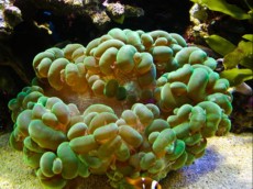 LPS Plerogyra green LPS Plerogyra green