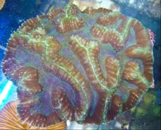 LPS SYMPHILLIA GREEN LPS SYMPHILLIA GREEN