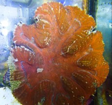 LPS SYMPHILLIA SP LPS SYMPHILLIA SP
