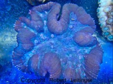 LPS SYMPHYLLIA ORANGE LPS SYMPHYLLIA ORANGE
