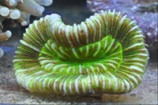 LPS Scolymia GREEN LPS Scolymia GREEN