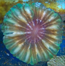 LPS Scolymia green metal LPS Scolymia green metal