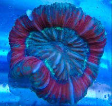 LPS Trachyhyllia LPS Trachyhyllia