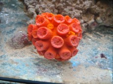 LPS Tubastrea orange