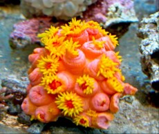 LPS Tubastrea orange and yellow LPS Tubastrea orange and yellow