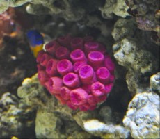 LPS Tubastrea purple LPS Tubastrea purple