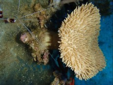 MEHKA KORALA Sarcophyton Bali MEHKA KORALA Sarcophyton Bali