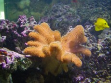 MEHKA KORALA Sarcophyton brown MEHKA KORALA Sarcophyton brown