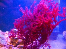 MORSKA ALGA Caulerpa red MORSKA ALGA Caulerpa red