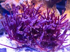 MORSKA ALGA Red bamboo MORSKA ALGA Red bamboo