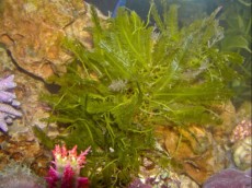 MORSKE ALGE CAULERPA GREEN MORSKE ALGE CAULERPA GREEN