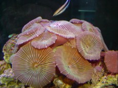 POLIPI Discosoma NORMAL POLIPI Discosoma NORMAL