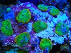 POLIPI Discosoma metal green orange POLIPI Discosoma metal green orange