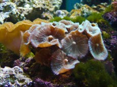 POLIPI Discosoma normal metal POLIPI Discosoma normal metal