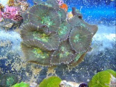 POLIPI Discosoma special POLIPI Discosoma special