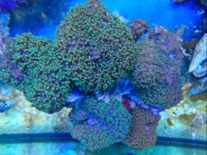 POLIPI RICORDEA GREEN PINK POLIPI RICORDEA GREEN PINK