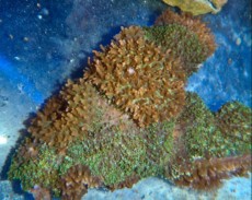 POLIPI Ricordea green orange POLIPI Ricordea green orange