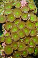 POLIPI ZOANTHUS BIG GREEN POLIPI ZOANTHUS BIG GREEN