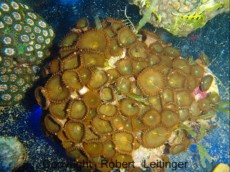 POLIPI ZOANTHUS BROWN INDONEZIJA POLIPI ZOANTHUS BROWN INDONEZIJA