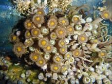 POLIPI ZOANTHUS BROWN YELLOW POLIPI ZOANTHUS BROWN YELLOW