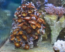 POLIPI Zoathus brown POLIPI Zoathus brown
