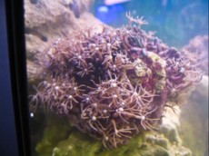 RASTLINA CLAVULARIA VIRIDIS WHITE RASTLINA CLAVULARIA VIRIDIS WHITE