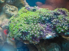 RASTLINA Clavularia viridis green RASTLINA Clavularia viridis green