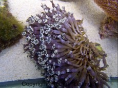 RASTLINA TUBIOPORA RASTLINA TUBIOPORA