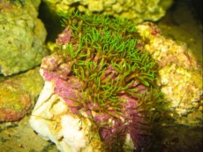 RASTLINA clavularia viridis sp RASTLINA clavularia viridis sp