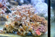 RASTLINA cornularia RASTLINA cornularia