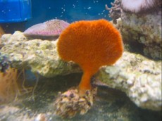 SPUZVA Clathria - orange sponge