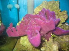 SPUZVA Haliclona sp SPUZVA Haliclona sp