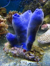 SPUZVA Halicona sp SPUZVA Halicona sp