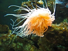 TUBE WORM CERIANTHUS SP