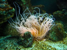 TUBE WORM CERIANTHUS - ORANGE WORM ANEMONA TUBE WORM CERIANTHUS - ORANGE WORM ANEMONA