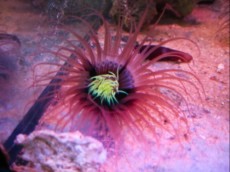 TUBE WORM Crianthus species - green tube ANEMONA TUBE WORM Crianthus species - green tube ANEMONA