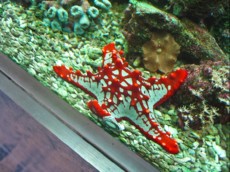MORSKA ZVEZDA American Pie Star Fish Red - Protorea Sp